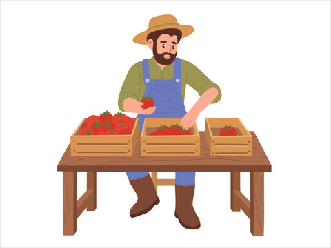 Bearded male farmer in overalls sitting at a wooden table, sorting fresh red tomatoes into crates during harvest season in a flat cartoon style