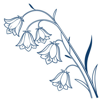 virginia bluebell vector