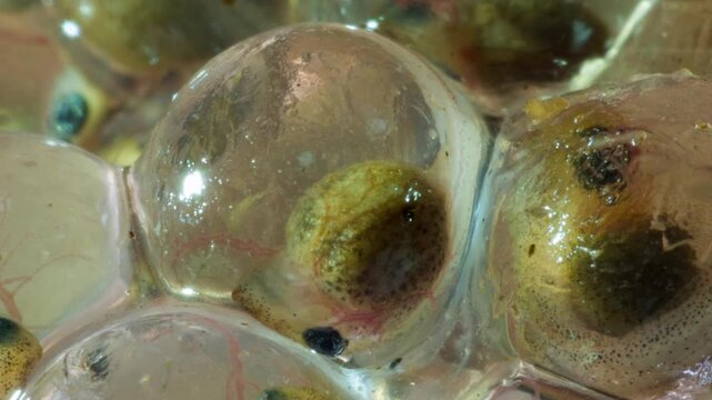 Developing eggs of the Amazonian Monkey Frog (Agalychnis hulli) The tadpoles are developing within the transparent egg membrane and are nearly ready to hatch. Amazonian Ecuador.