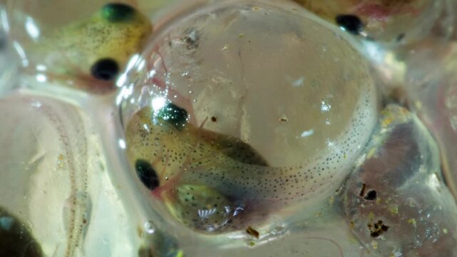 Developing eggs of the Amazonian Monkey Frog (Agalychnis hulli) The tadpoles are developing within the transparent egg membrane and are nearly ready to hatch. Amazonian Ecuador.