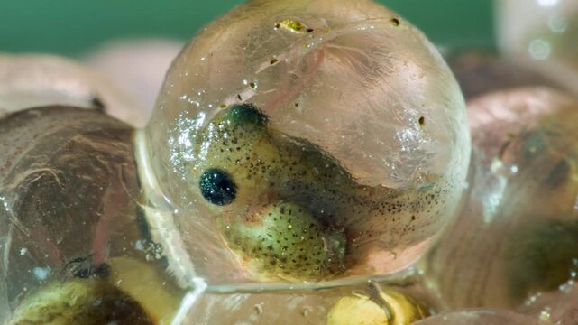 Developing eggs of the Amazonian Monkey Frog (Agalychnis hulli) The tadpoles are developing within the transparent egg membrane and are nearly ready to hatch. Amazonian Ecuador.