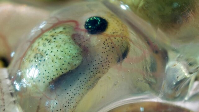 Developing eggs of the Amazonian Monkey Frog (Agalychnis hulli) The tadpoles are developing within the transparent egg membrane and are nearly ready to hatch. Amazonian Ecuador.