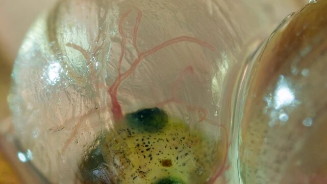 Developing eggs of the Amazonian Monkey Frog (Agalychnis hulli) The tadpoles are developing within the transparent egg membrane and are nearly ready to hatch. Amazonian Ecuador.