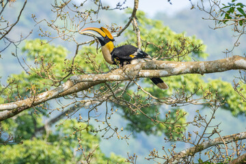 Great hornbill (Buceros bicornis), also known as the concave-casqued hornbill, great Indian hornbill or great pied hornbill, is one of the larger members of the hornbill family.  © prasanth