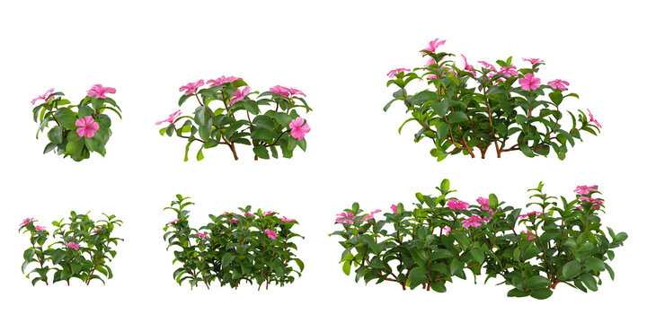 Collection of Catharanthus trees on transparent background