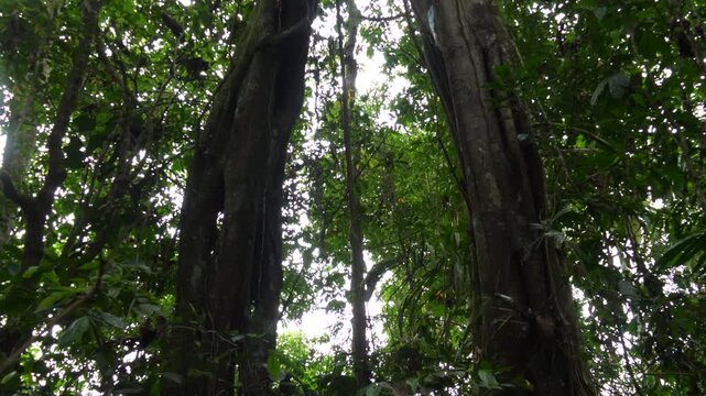 Unusual tree forming an arch in the rainforest, Ecuador. Likely to be a strangler fig (Ficus sp.) in pristine rainforest, Orellana province, Ecuador