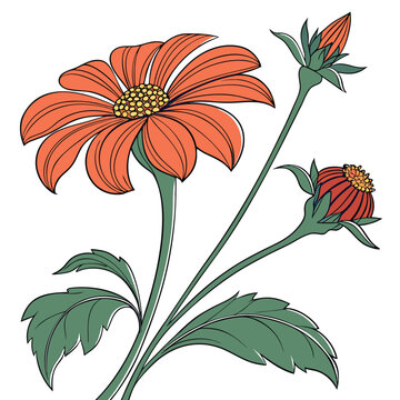 tithonia colorful on white background
