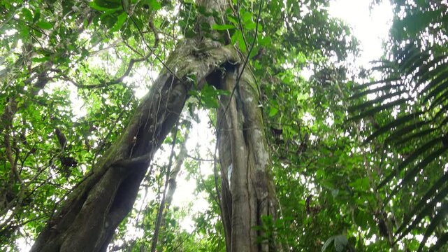 Unusual tree forming an arch in the rainforest, Ecuador. Likely to be a strangler fig (Ficus sp.) in pristine rainforest, Orellana province, Ecuador