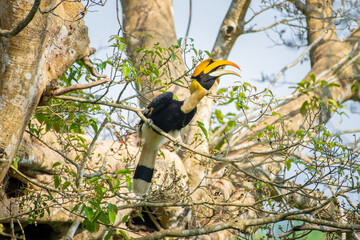 Great hornbill (Buceros bicornis), also known as the concave-casqued hornbill, great Indian hornbill or great pied hornbill, is one of the larger members of the hornbill family.  © prasanth