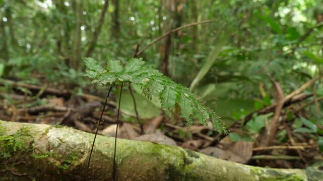 Cloud of gnats in the rainforest. Breeding aggregation of small dipteran flies congregating around a fern in the rainforest, Yasuni National Park, Orellana province, Ecuador
