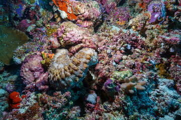 Obraz premium coral reef and sea anemone