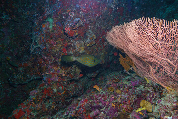coral reef with coral © Evgenios