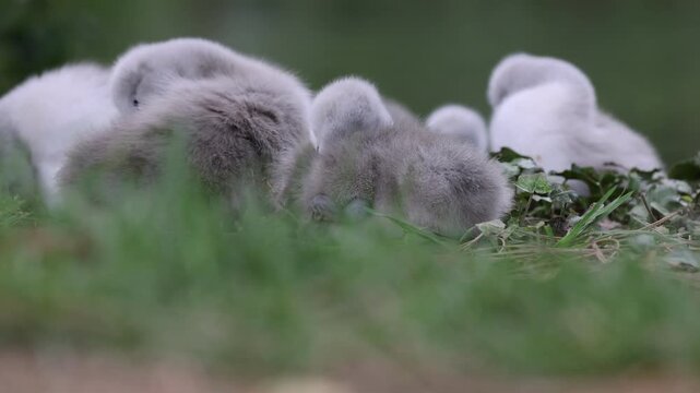 View of fluffy grey cygnets resting and sleeping in the lush green grass during a spring day Mulhouse, Grand Est, France.