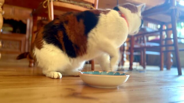 calico tortoiseshell adult cat eating food from bowl on wooden floor looking up