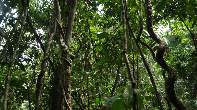 Tilt down a rainforest tree festooned with  lianas. In Yasuni National Park, Orellana province, the Ecuadorian Amazon