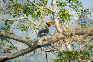 Great hornbill (Buceros bicornis), also known as the concave-casqued hornbill, great Indian hornbill or great pied hornbill, is one of the larger members of the hornbill family.  © prasanth