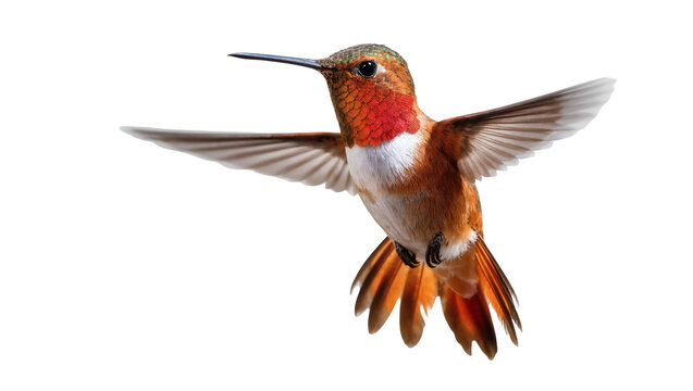 Rufous-crested hummingbird hovering with outstretched wings