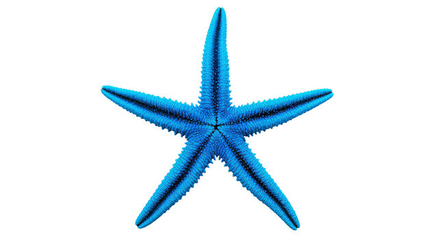 Vibrant blue starfish with textured spines and five arms