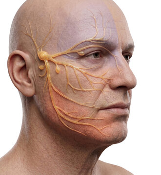 Cutaneous innervation of the trigeminal nerve (CN V). Sensory branches on the face: ophthalmic (V1), maxillary (V2) and mandibular (V3) divisions with their dermatomes. Generative AI illustration