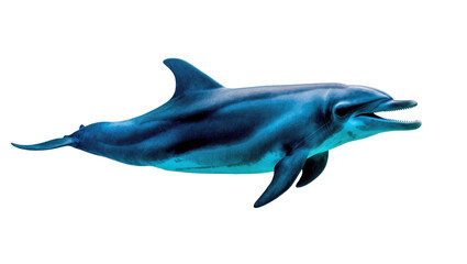 Fototapeta premium Blue sleek dolphin swimming with dark shadow and light reflection