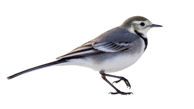 Gray White-throated Bird Standing with Black Legs and Long Tail Feathers