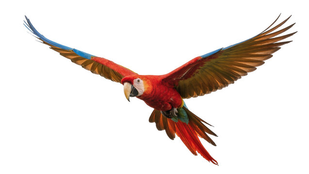 Red-and-green macaw flying with spread wings in motion