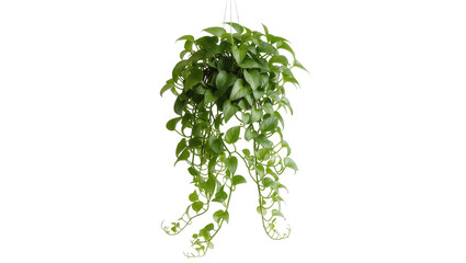 Trailing Pothos Plant in Hanging Basket with Lush Green Foliage © Sylas