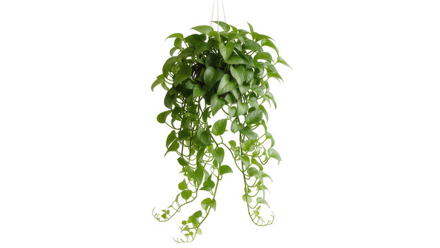 Trailing Pothos Plant in Hanging Basket with Lush Green Foliage