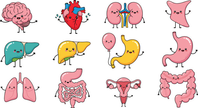 Cute cartoon human organs illustration, smiling anatomy characters brain heart lungs liver stomach kidneys intestines uterus pancreas gallbladder colon, flat vector illustration