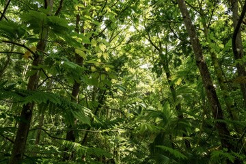 Fototapeta premium Forest canopy filled with ferns under dappled sunlight