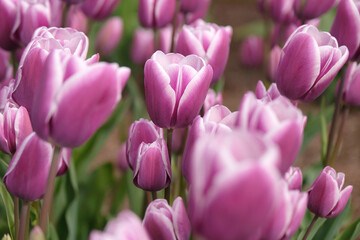 Obraz premium Purple and white multi headed tulipa, tulip ‘Purple Elegance’ in flower.