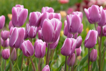 Obraz premium Purple and white multi headed tulipa, tulip ‘Purple Elegance’ in flower.