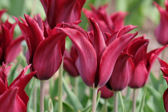 Wine red lily flowered tulip, tulipa &lsquo;Havran&rsquo; in flower.