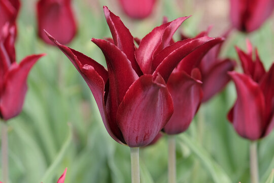 Wine red lily flowered tulip, tulipa &lsquo;Havran&rsquo; in flower.