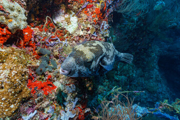 coral reef with fish © Evgenios
