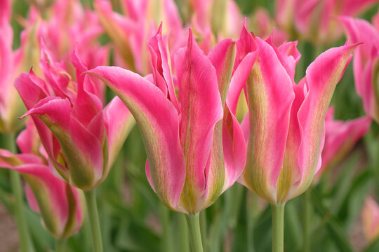 Pink and green lily flowered tulipa, tulip &lsquo;Virichic&rsquo; in flower.