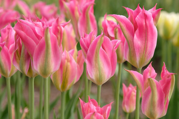 Obraz premium Pink and green lily flowered tulipa, tulip ‘Virichic’ in flower.