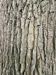 Naklejka premium The bark of an old oak tree in a forest park.