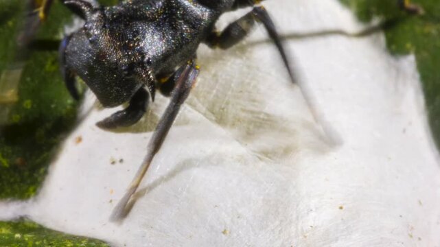 Ant mimic spider (Apantochilus sp.) guarding its eggs, closely resembles turtle ants (genus Cephalotes) on which it feeds. In the rainforest understory in Orellana province, Ecuador.