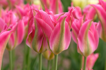 Obraz premium Pink and green lily flowered tulipa, tulip ‘Virichic’ in flower.