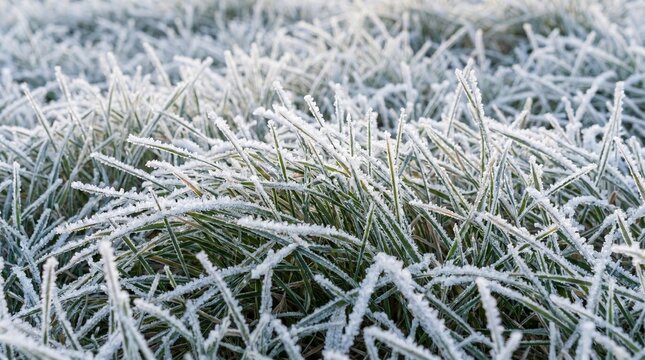Ice frozen grass winter texture