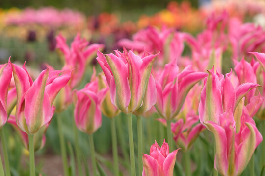 Pink and green lily flowered tulipa, tulip &lsquo;Virichic&rsquo; in flower.