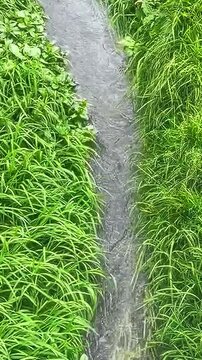 Clear water flowing through dense green horsetail plants in a narrow natural channel. Concepts of nature, ecology, freshness, wetland, botanical background, garden landscape, watercourse, and