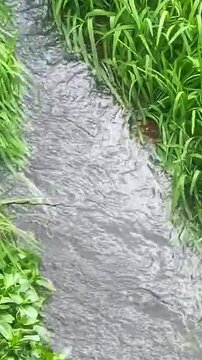 Clear water flowing through dense green horsetail plants in a narrow natural channel. Concepts of nature, ecology, freshness, wetland, botanical background, garden landscape, watercourse, and