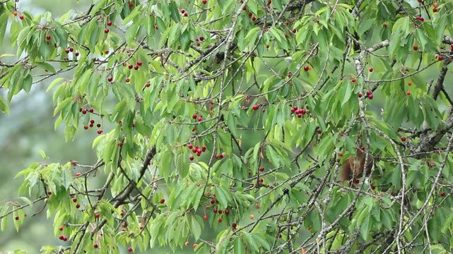 &Eacute;cureuil roux qui mange des cerises dans un cerisier