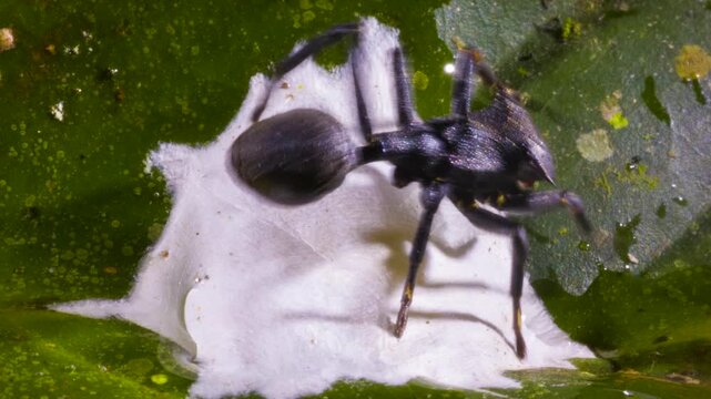 Ant mimic spider (Apantochilus sp.) guarding its eggs, closely resembles turtle ants (genus Cephalotes) on which it feeds. In the rainforest understory in Orellana province, Ecuador.