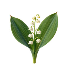 Fototapeta premium Elegant lily of the valley flower with delicate white blossoms and green leaves