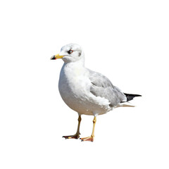 Fototapeta premium Ring-billed gull stands tall with its feathers ruffled on a white backdrop