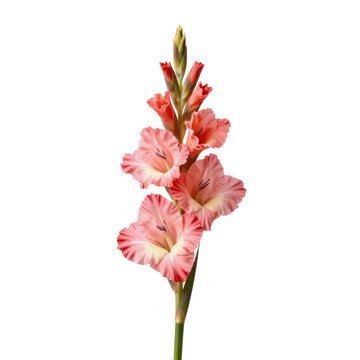 Elegant gladiolus flower with a blend of soft pink and white hues on a white backdrop