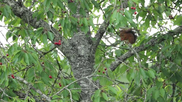 &Eacute;cureuil roux qui mange des cerises dans un cerisier